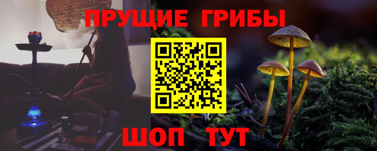 Псилоцибиновые грибы Cubensis  Балашов 